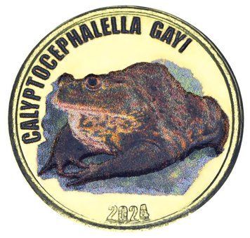 Монета Острів Чілое 2 фунти 2024 UNC Чилі Жаба - Шлемоголовий свистун М19938 фото